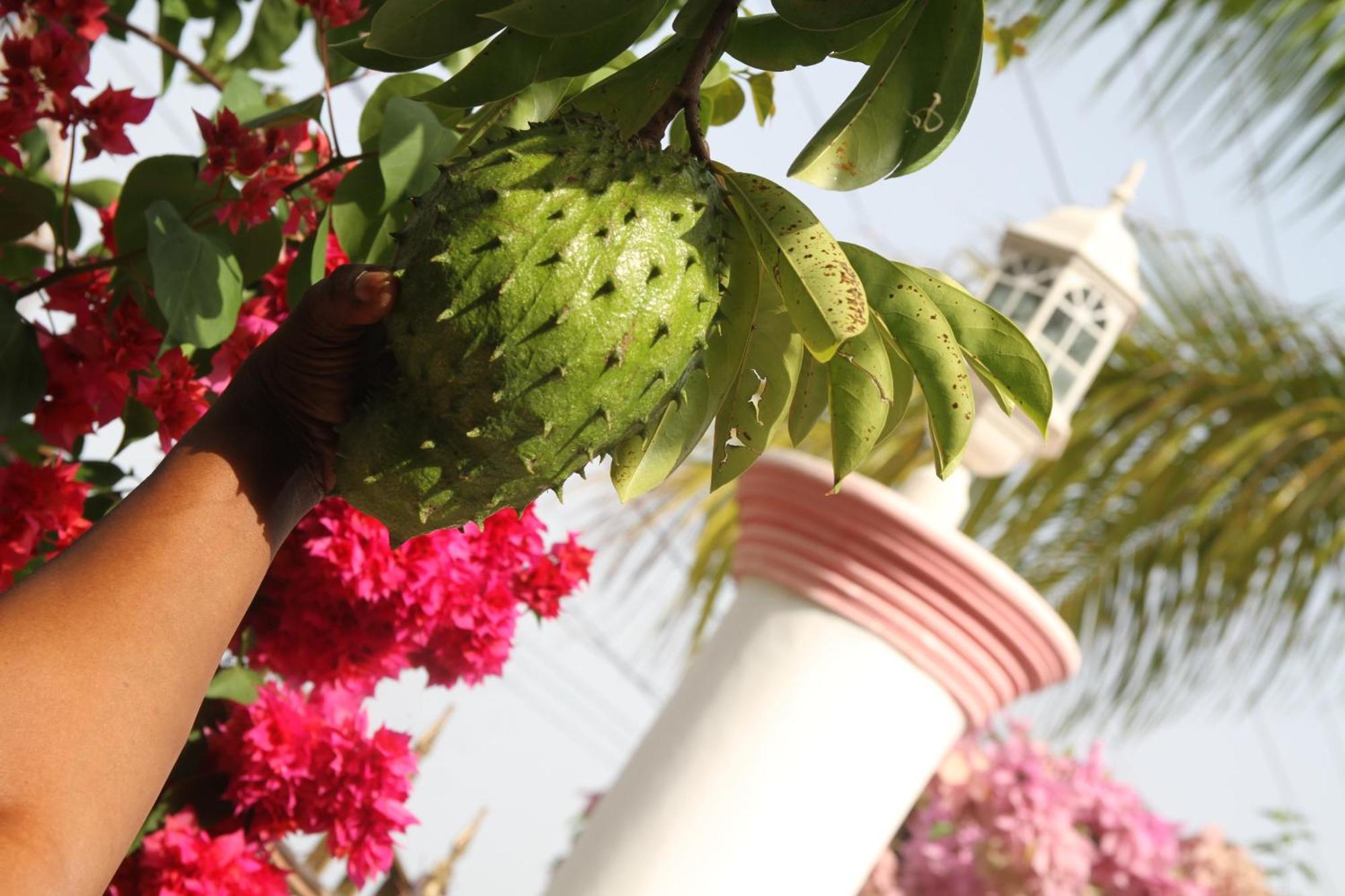 Sweetsop Jamaica Villa And Tours Teluk Montego Bagian luar foto